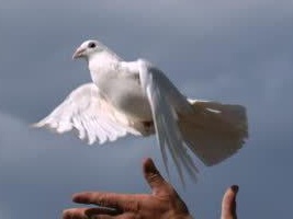 A dove being released.